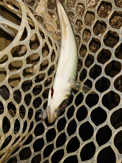 ガシラが元気でした。