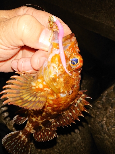 厳しい大潮まわり