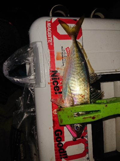 シビアなアジング