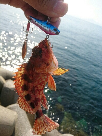 しょぼしょぼです