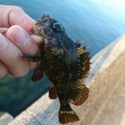 やばいのが来ました