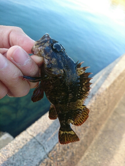 やばいのが来ました