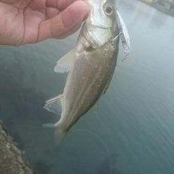 今朝の釣果