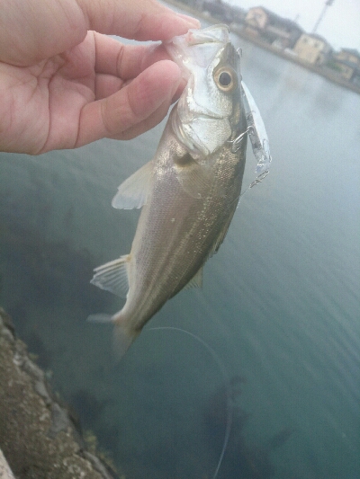 今朝の釣果