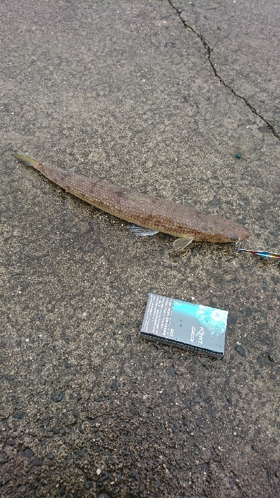 戸津井からの片男波夜釣りでキス