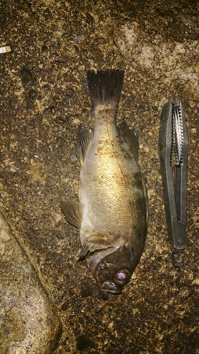 デカメバリング