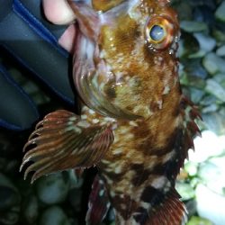 ナイトメバリング