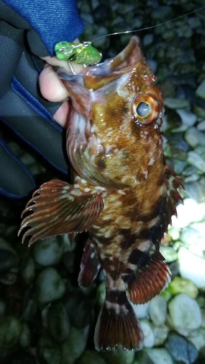 ナイトメバリング