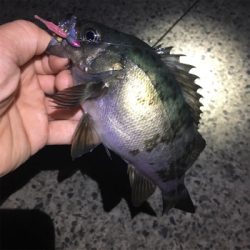 明石ライトゲーム