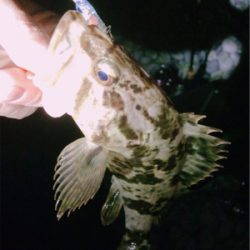 年号またぎアジング笑