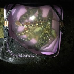 サゴシはなんとか