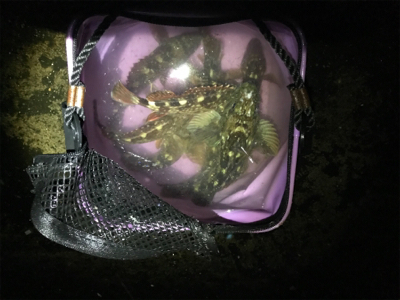 サゴシはなんとか