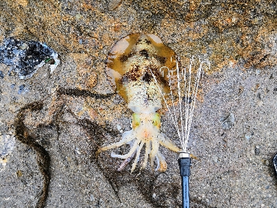 GWのアオリイカ釣行