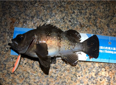 超短時間サーフ&シャロープラッキン…