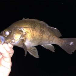 平成最後にデカアジ!