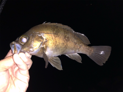 平成最後にデカアジ!