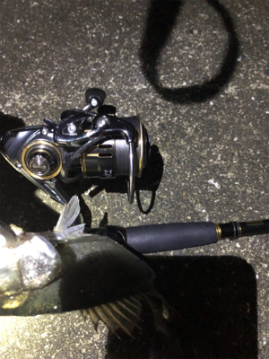 令和一発目 シーバスマルチも手乗りシーバス