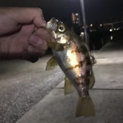 令和初の釣り爆釣