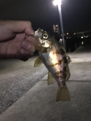 令和初の釣り爆釣