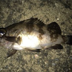 令和 初メバリング