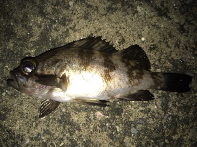 令和 初メバリング