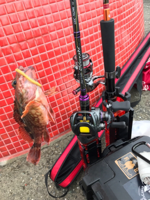 令和初釣行津田一文字ガシラ爆釣ポイント