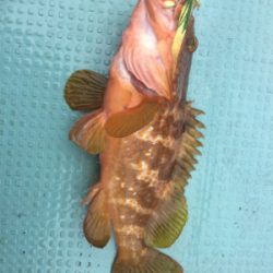 ヒヤヒヤの釣りでした