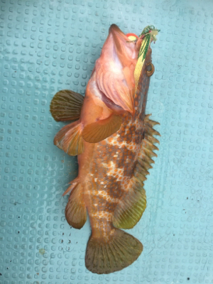 ヒヤヒヤの釣りでした