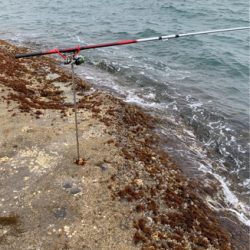 可愛い、オス、メス！