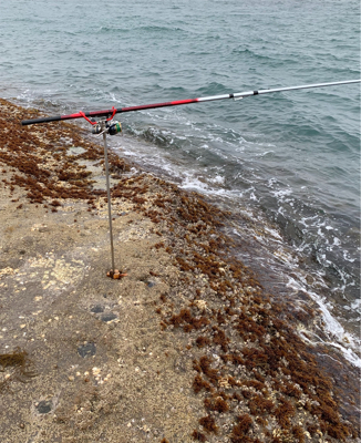 可愛い、オス、メス！