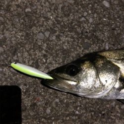 ビーフリーズでシーバス