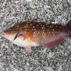 堤防ロックフィッシュ