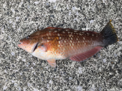 堤防ロックフィッシュ