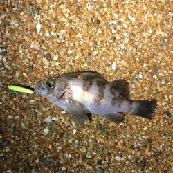 令和元年サーフメバリング