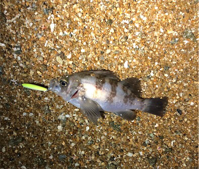 令和元年サーフメバリング