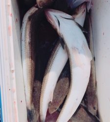 遠征2日目津田一文字