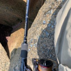 GWアオリイカ釣果！