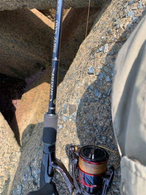 GWアオリイカ釣果！