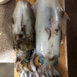 筏でアオリイカ