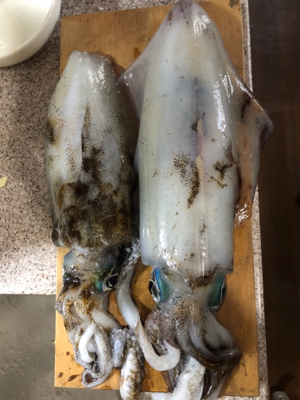 筏でアオリイカ