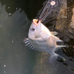 釣り人多いのにキビレ少ない