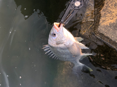 釣り人多いのにキビレ少ない