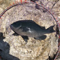 グレ狙いで磯釣り