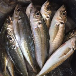 「令和」最初のサビキ釣り