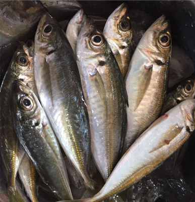 「令和」最初のサビキ釣り