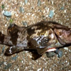 デカロックサーフプラッキング