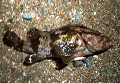 デカロックサーフプラッキング