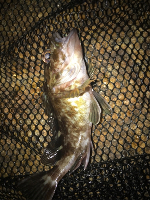 久しぶりのガシリング(^^)