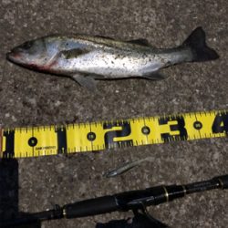 GWの奇跡 シーバス3連発