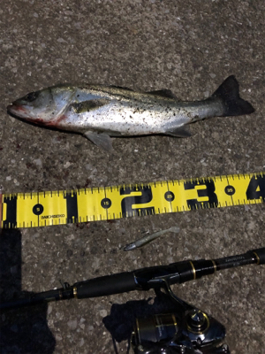 GWの奇跡 シーバス3連発